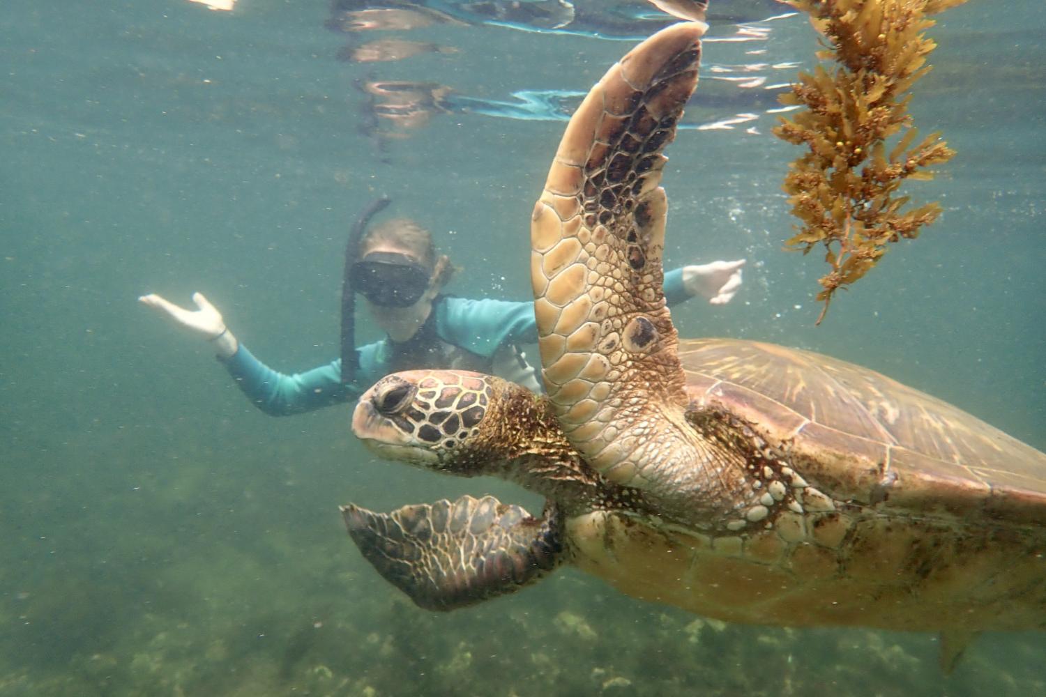 一名<a href='http://icvytc.gafmacademy.com'>博彩网址大全</a>学生在Galápagos群岛游学途中与一只巨龟游泳.